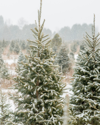 Fresh Cut Fraser Candle